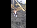 American Bulldogs, weight pulling bloodlines American Bulldogs, weight pulling bloodlines