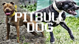 El origen del PIT BULL - El perro mas poderoso?