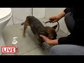 Im very sad about Marjo,this is the last video of her because the vet had to put her to sleep