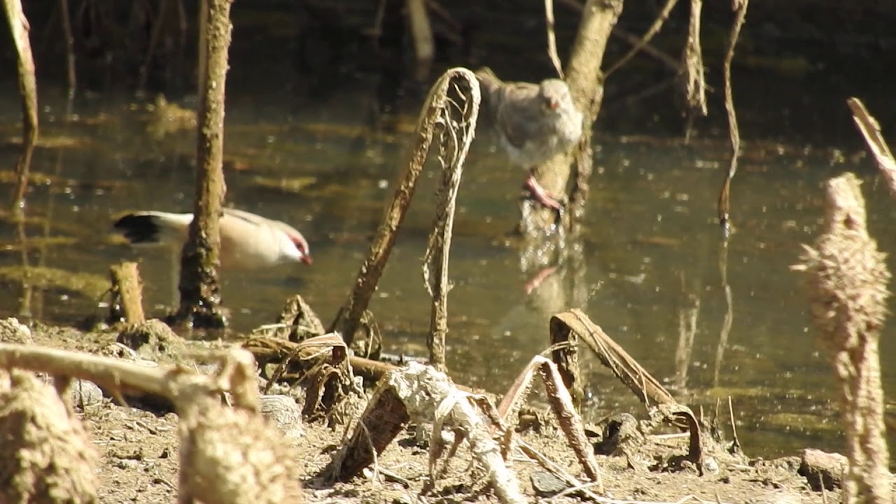 Birds of Saudi Arabia: Arabian Waxbill 