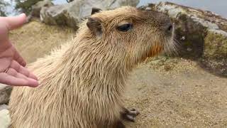 2 Minutes of Capybaras in Winter at Nasu Animal Kingdom