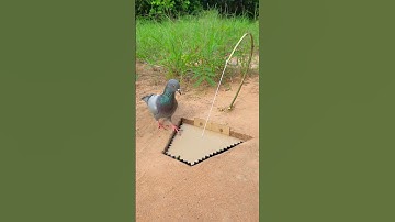 New Creative Bird Trap Using Bamboo And Paper #youtubeshorts
