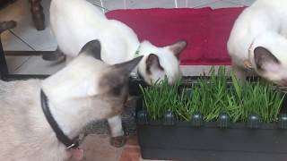 CAT EATING GRASS | Snowy and her two kitties! by SNOWY THE MAGNIFICAT 518 views 4 years ago 1 minute, 54 seconds