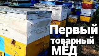 Кассетно-корпусные улья на середину июня. Первый товарный мёд