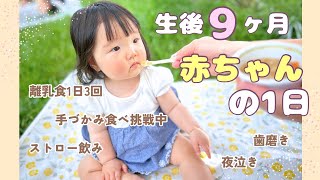 【朝から夜泣きまで】生後9ヶ月赤ちゃんの1日 | 離乳食後期 / 手づかみ食べ挑戦中/ ストロー飲み / ハイハイはずり這い混じり / ピクニック / つかまり立ち / 歯磨き / 夜泣き