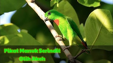 Suara pikat burung serindit