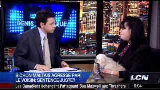 [HD]Denis Lévesque - Bichon Maltais Agressé