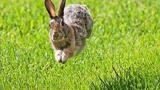 Bunny Rabbits Running In Circles Compilation 2014 [NEW] by TheCutenessCode 16,419 views 9 years ago 3 minutes, 6 seconds