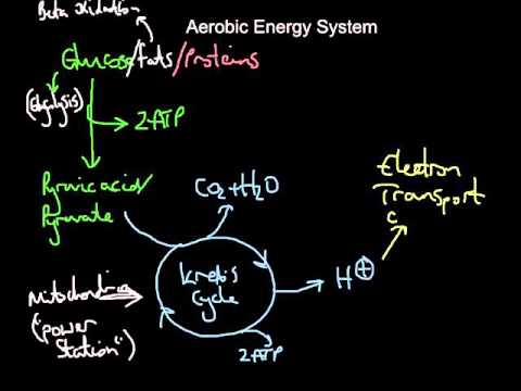 Videó: Mely tevékenységre használják elsősorban az oxidatív rendszert?