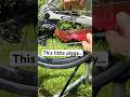 This Chain Cleaner Is A Real Ham The Chain Pig II Cycling Cyclinglife This Chain Cleaner Is A Real Ham The Chain Pig II Cycling Cyclinglife