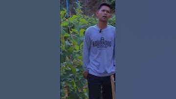 Thumbnail of Petani Muda ini Mencari Bambu untuk pembuatan Green House #greenhouse #petani #belajartani #shorts