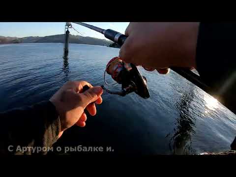 Видео: Рыбалка в Норвегии.  Попал на косяк с зачётным трофеем.