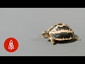 A Tiny Tortoise That Needs a Big Hand: The Spider Tortoise