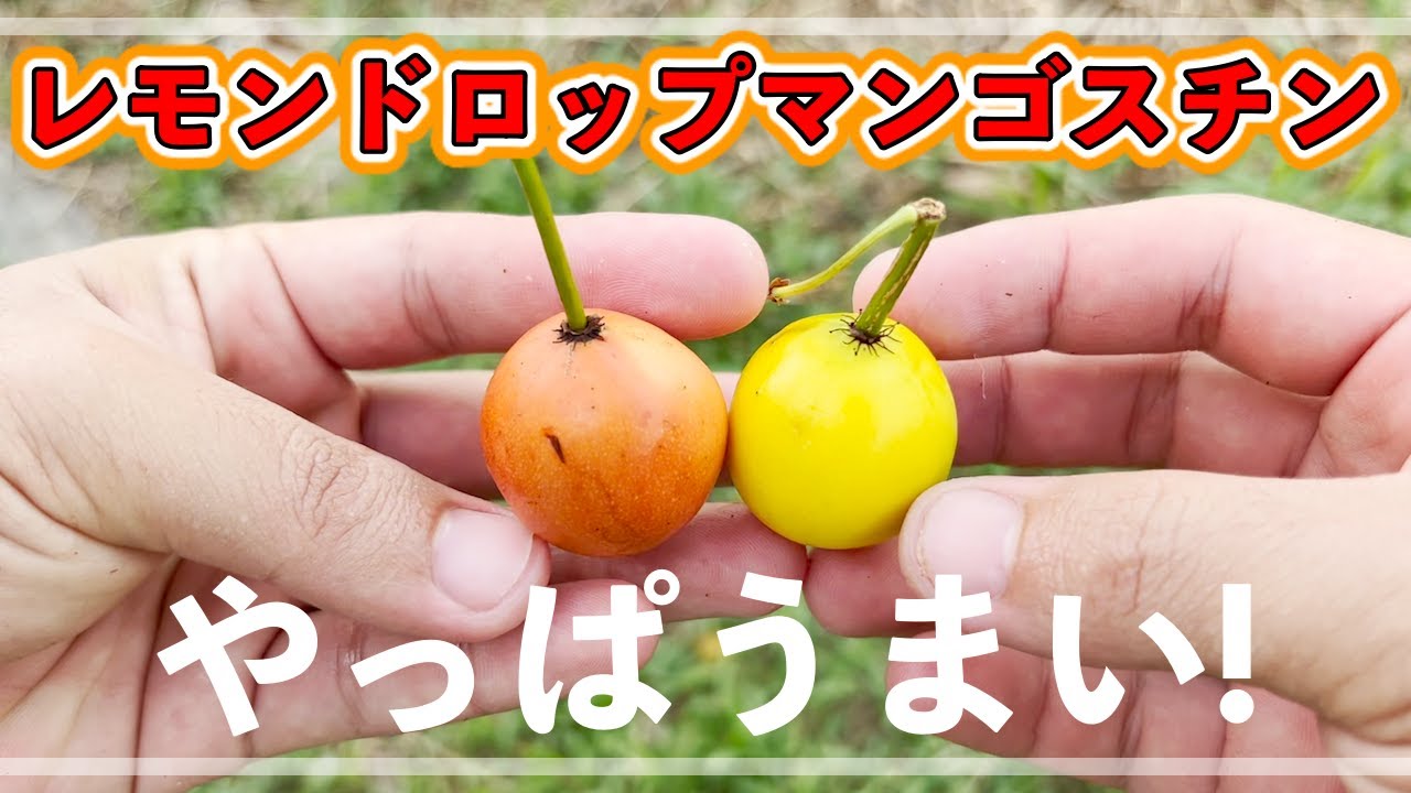 Lemon Drop Mangosteen] I received a rather large and unusual fruit