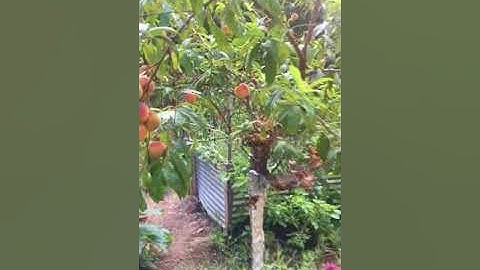 The simple way I keep rats and squirrels from taking my fruit.