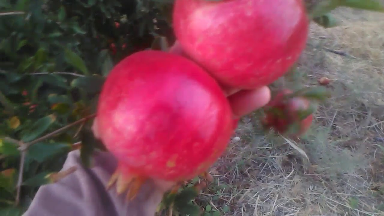 Nar Çiçeği Faydaları Nar Çiçeği Çayı Faydaları Nar Çiçeği Faydaları Nar Çiçeği Çayı Faydaları
