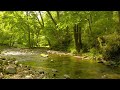 【自然の音】せせらぎと野鳥のうた / Nature Sounds - The Murmuring and the Bird Song