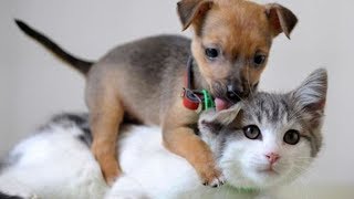 Cats and Dogs will make your day easier after hard work! - Funny and Cute compilation