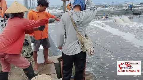 Cara panen total manual mudah dan cepat di tambak udang LOMBOK timur ,,size 38 dan 40 an di
