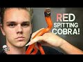RED SPITTING COBRA SETUP AND HANDLING