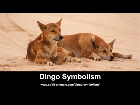 Vídeo: Por que os dingos uivam?