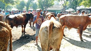 Sapi Kurban Amber❓Harga Terkini Sapi Jantan/Jemoko || Pasar Sapi Tertek Pare Kediri ||