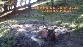 Brame du cerf 2023 Cerf filmé avec une caméra piège