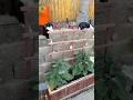 My plants are doing so much better from the last video. ☺️ #viralshorts #foryou #plants #garden
