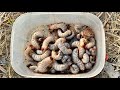 Digging Into Rotting Wood for Grubs