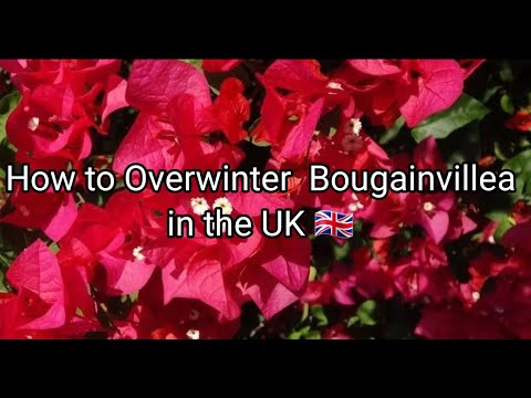 Видео: Bougainvillea ургамлыг өвөлжүүлэх - Bougainvillea ургамлыг өвлийн улиралд хэрхэн арчлах вэ