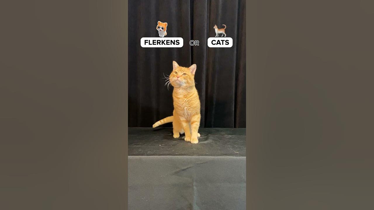 What would Goose choose? 🐈 YouTube