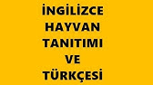 Kopek Baligi Ingilizce Tanitimi Youtube