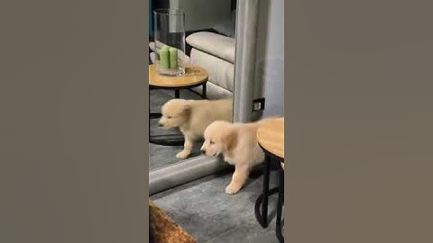 Puppies First Time Looking In A Mirror 😂 #shorts #dog