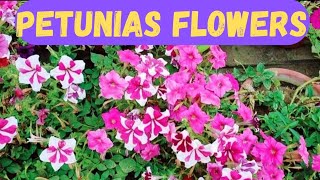 Petunias Flowersnapia Hardinera Seasonal Flowers Plant Petunia