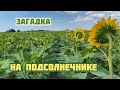 Загадка на подсолнечнике