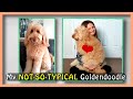 7 GOLDENDOODLE PERSONALITY TRAITS  (&amp; My Not-So-Typical Dog)