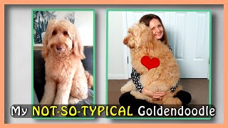 7 GOLDENDOODLE PERSONALITY TRAITS  (&amp; My Not-So-Typical Dog)