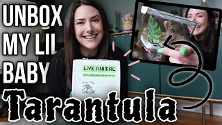 We adopted a baby TARANTULA!! | unbox and set up it's tiny home { caribena versicolor }