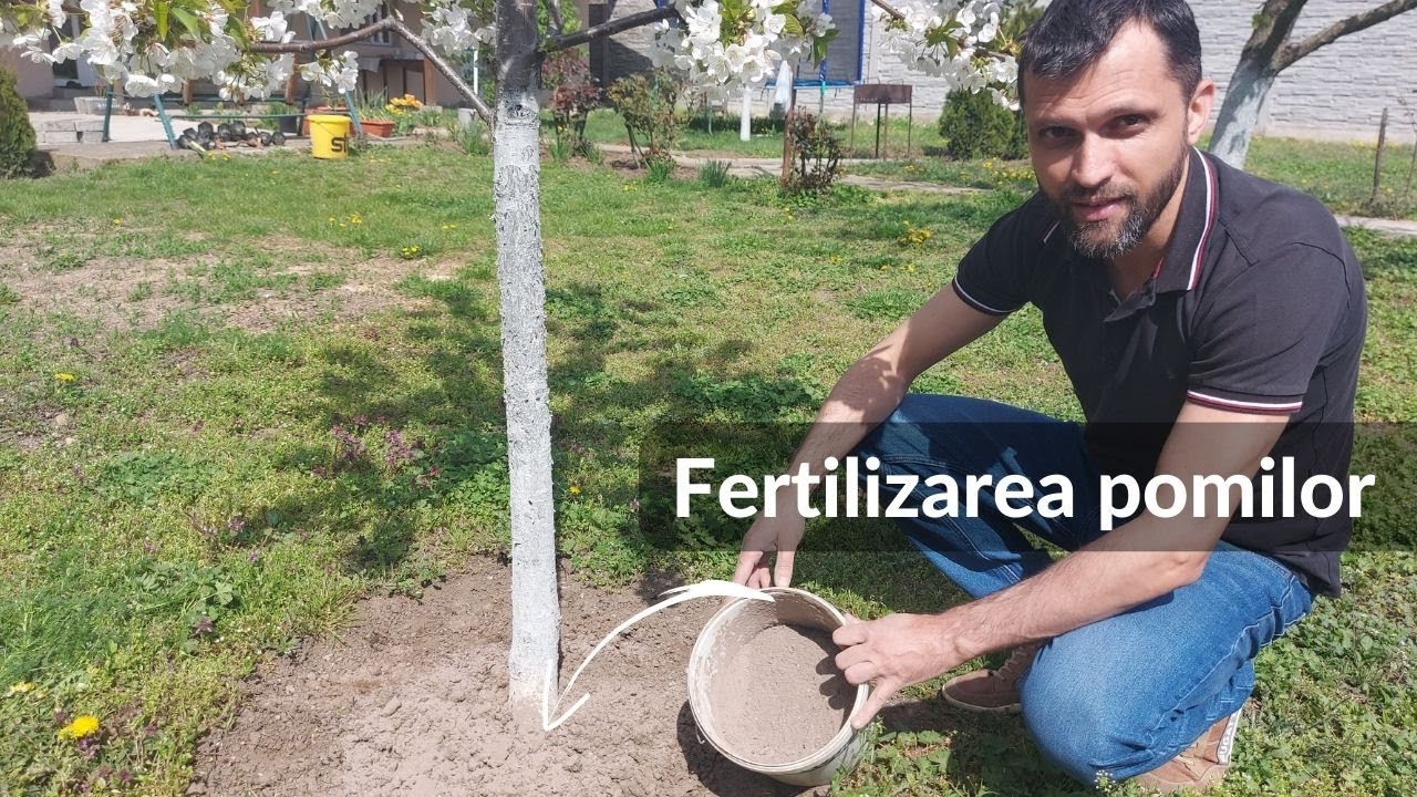 Cum să folosești cenușa ca îngrășământ natural pentru pomii fructiferi!