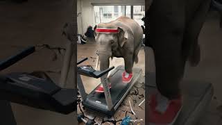 여름맞이 다이어트로 런닝머신 하는 코끼리#코끼리 #동물 #동물운동