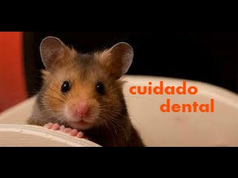 Video: Cómo Mantener Sanos Los Dientes De Un Hámster