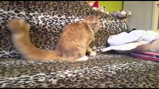 Casper кот мейн кун отзыв Casper кот мейн кун отзыв
