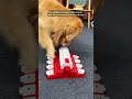 KADTC Dog Puzzle Toys!Best Toys! #KADTC#DOG#PUPPY#DOGTOY#DOGPUZZLETOY. B 0624