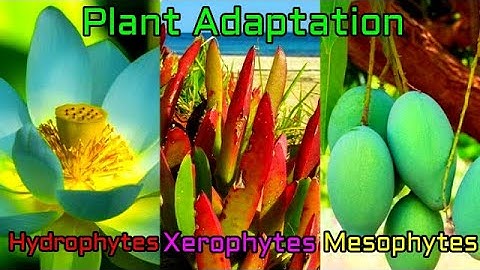 Plant Adaptation Types : Hydrophytic, mesophytic , Xerophytic adaptation and their features.