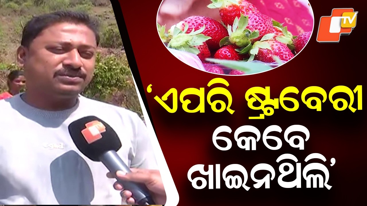 “Never Tasted Such Strawberries Before” — Strawberry Farming in Mudulipada Attracts Visitors
