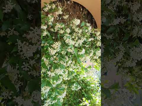Video: Jasmine Not Flowering - Cosa fare per un gelsomino senza fiori