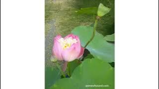 Teenager's Tears - Wang Ziyu (5 hours)