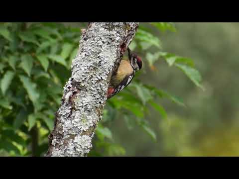 once-you-have-lived-with-mountains