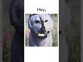We are the bully busters #wolves #wolf