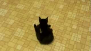 Boomer the spaz kitty